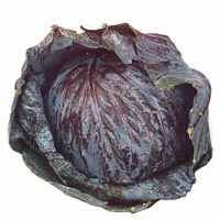 Cabbage Red - Whole