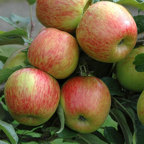 Apples, Braeburn per kg