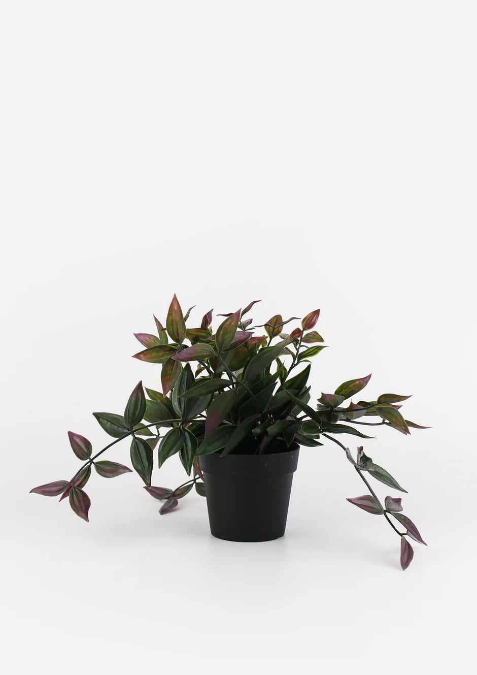 Wandering Dew Bush Potted 20cm