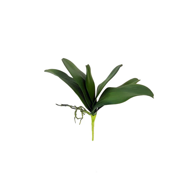 Phalaenopsis Orchid Leaf Length 36cm